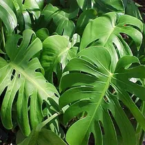 Comprar Monstera Verde De 70 Cm De Alto - 1 Unidad
