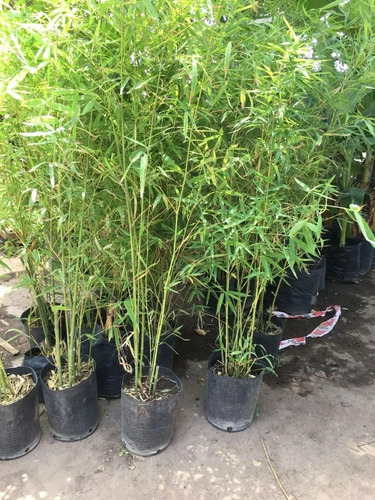 Cañas De Bambu Artificial