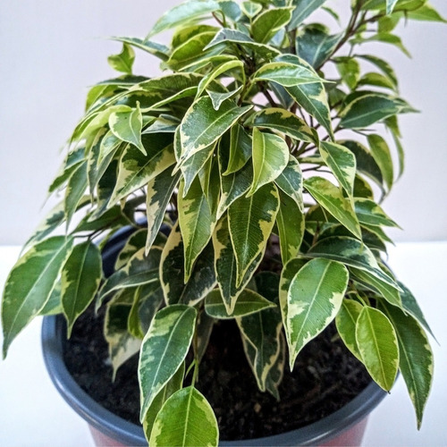 Ficus Benjamina Variegado Enano Planta Interior Ornamental