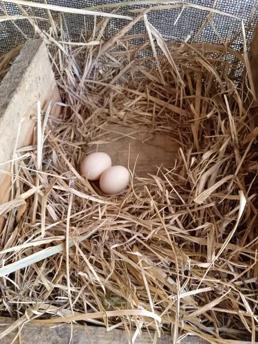 Huevos Criollos Ecologicos