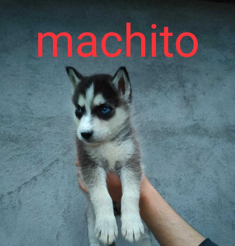 Husky Siberiano Puros
