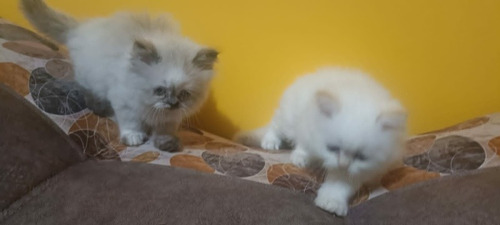 Imagen 6 de 10 de Hermosos Gatitos Persa