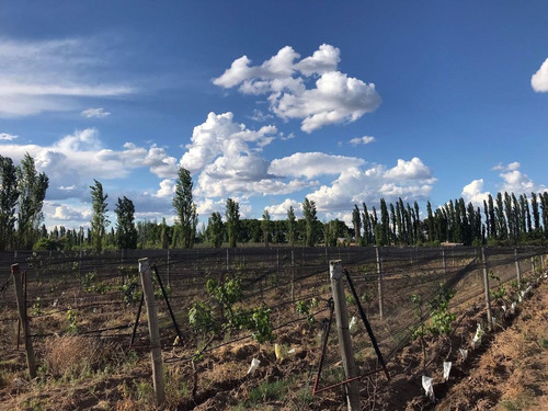 Finca Productiva Colonia Helena San Rafael Mendoza