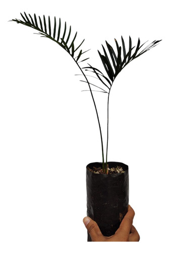 Cyca Silver, Dioscorea Y Cyca Revoluta