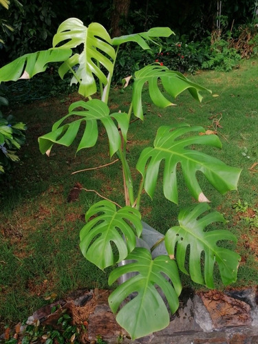 Imagen 6 de 10 de Monstera Deliciosa