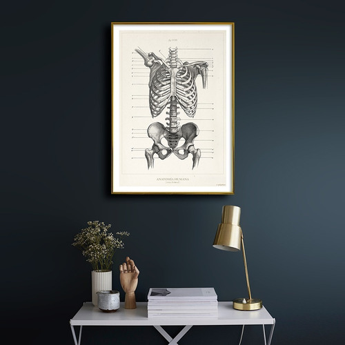 Anatomía Humana 17 - Láminas Póster Retro Antiguo Decoración