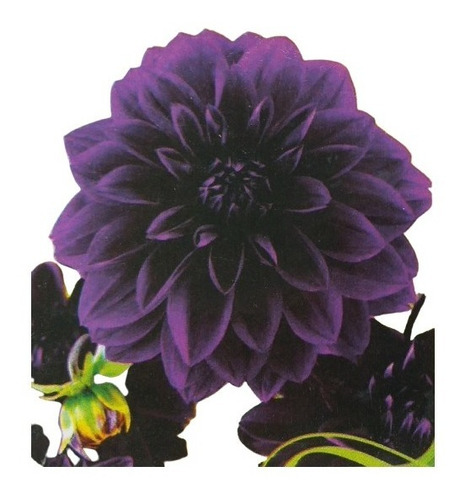 Bulbo Dalia Dark Spirit ( Roxa ) | MercadoLivre