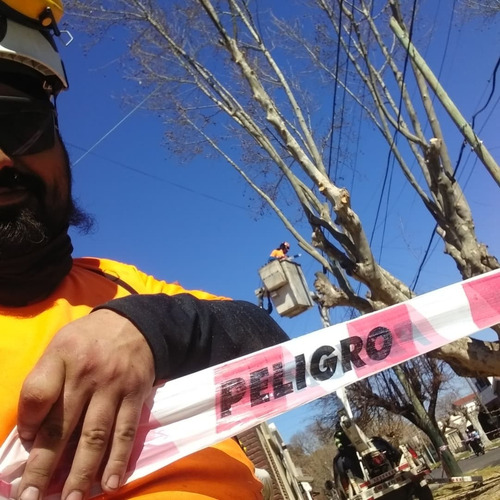 Imagen 3 de 5 de Poda De Arboles, Limpieza De Palmeras, Talas Y Extracción