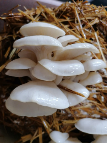 Micelio Semilla Seta Blanca 3 Kg