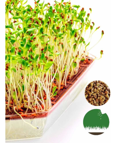 Imagen 1 de 4 de Semillas Alfalfa Naturales- Germinar Brotes Alimento Sembrar