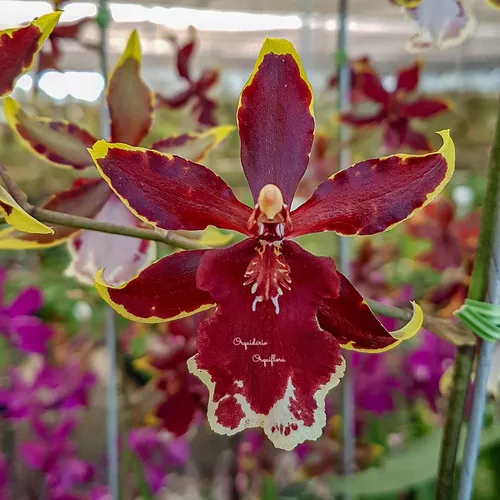 Orquídea Colmanara Ruby Planta Adulta Flor Averrmelhada