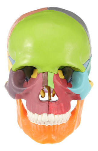 Colorido Modelo De Cabeza De Cráneo Médico, Ayuda Didáctica