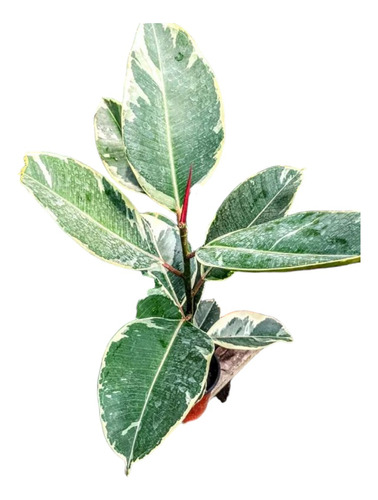 Ficus Elástica Colección- Gomero - Ruby - Variegado - Lemon