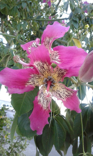 Semillas De Ceiba Pentranda