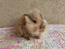 Comprar Conejos Machitos Holland Lop Mini Belier Holandés Enanos