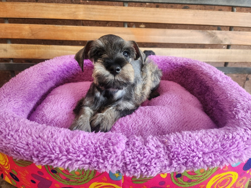 Schnauzer Miniatura Macho Legítimo Sal Pimienta 