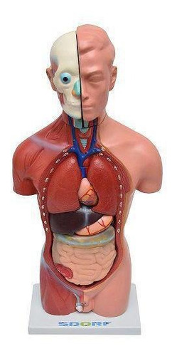 Torso Humano Masculino 42 Cm 14 Partes, Anatomia