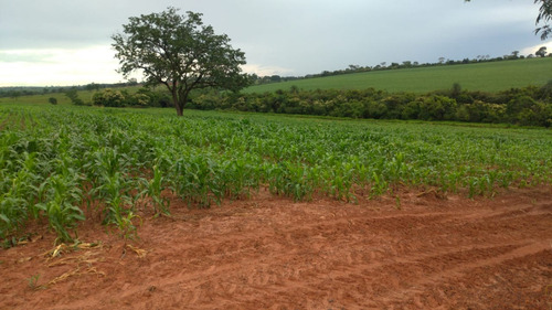 Chácara, Sitío De 3 Alqueires Na Cidade De Nova Castilho Sp, Regiao De São Jose Do Rio Preto E Araçatuba Sp
