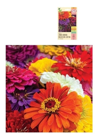 Sementes De Flor Zinnia Dobrada Dahliaflora Sortida Isla | MercadoLivre