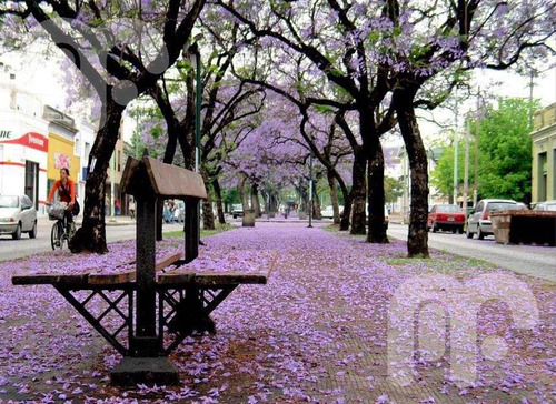 Imagen 4 de 22 de Venta Semipiso - La Plata