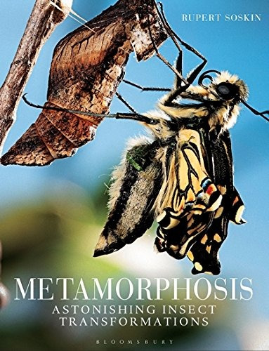 Metamorphosis Astonishing Insect Transformations