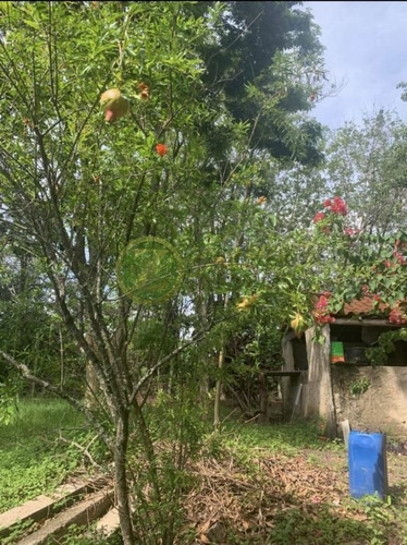 Imagem 9 de 24 de Excelente Sítio À Venda Com Ponto Comercial - Distrito De Piramboia - Anhembisp - 00038