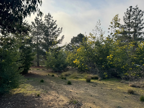 Terreno En Algarrobo Norte, Excelente Ubicación, 5.000 M2.