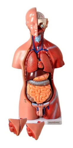 Torso Bissexual 45cm 25 Partes Anatomia Humana Corpo Humano