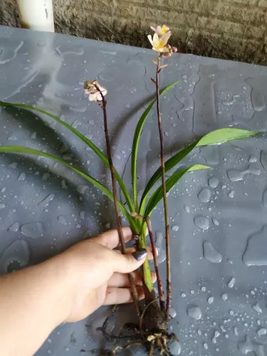 Orquídea Spathoglottis Amarela Kimballiana à venda em Itumbiara Goiás por  apenas R$ 29.24 - OCompra.com Brasil