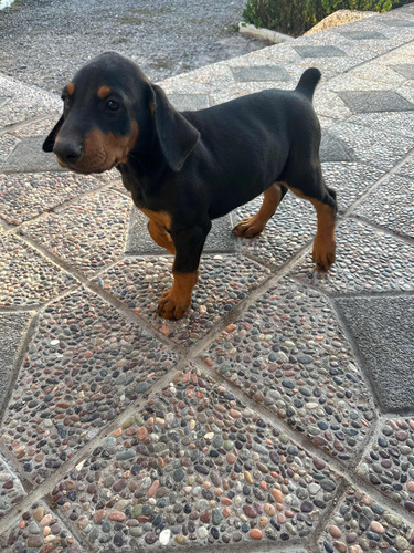 Cachorros Doberman