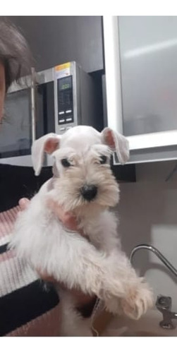 Cachorritos De Raza Schnauzer Blancos 