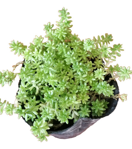 Sedum Japonicum Green Tea