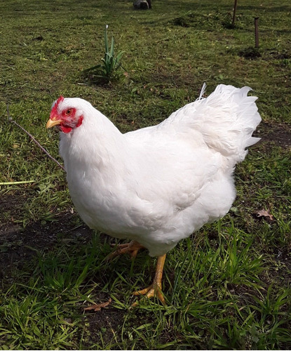 Gallos Y Gallinas