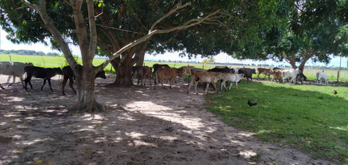 En Venta Finca En El Sector Los Corocitos. Maturin