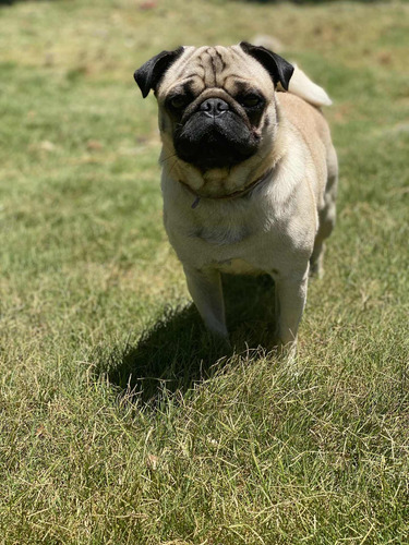 Imagen 3 de 5 de Servicio De Monta Pug