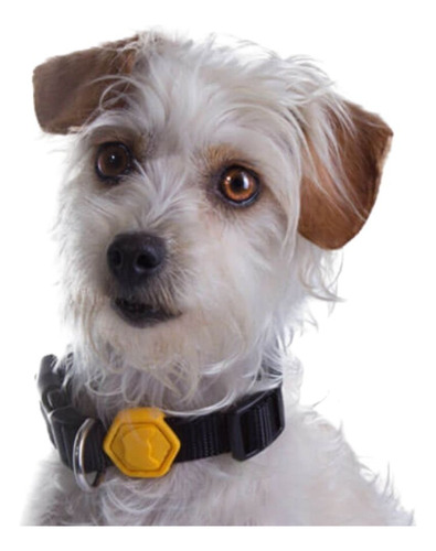 Coleira Para Cães Gatos M Basicão Preta Resistente Woley