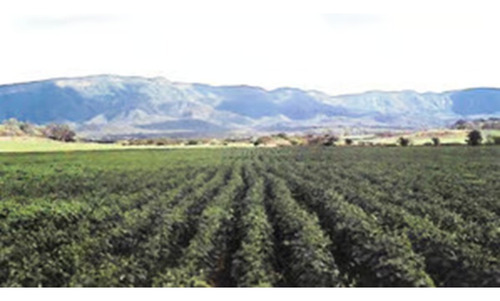 Finca Agropecuaria En Venta