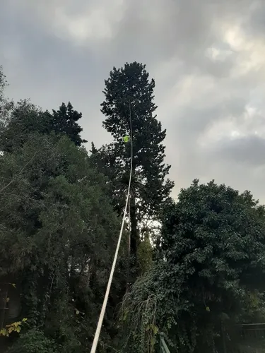 Poda De Árboles En Altura Extracciones. 1132866416