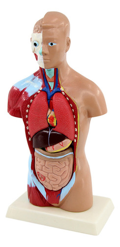 11 Pulgadas Torso Humano Cuerpo Anatomía Modelo Corazón