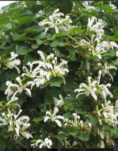 No Semilla Pata De Vaca Buey Bauhinia F. Blanca Envío Gratis