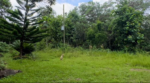 Finca De 887 Tareas En República Dominicana