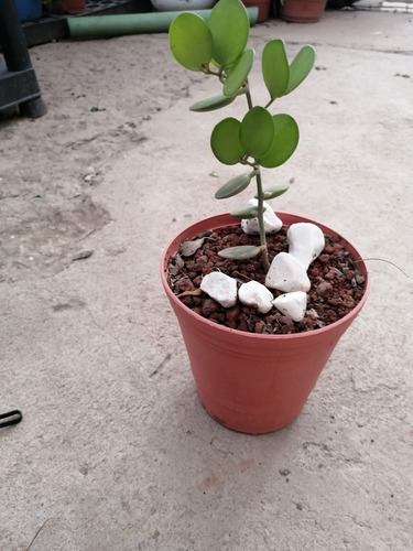 Suculenta Rara. Xerosicyos Danguyi. Hoja Redondas (Usado)