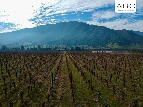 Santa Cruz - Viña 5.000 M2 - Fuegos De Apalta