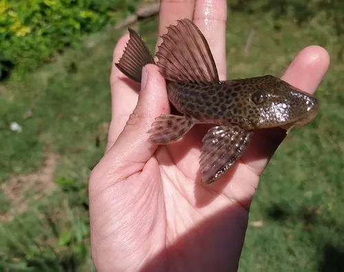 Pez Pleco Atigrado, Vieja Atigrada