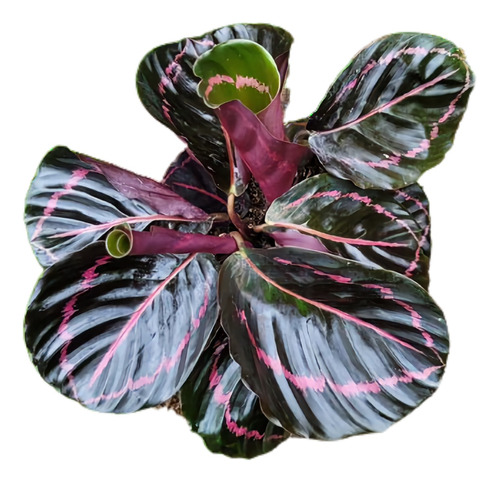 Calathea Dottie Mac 15 