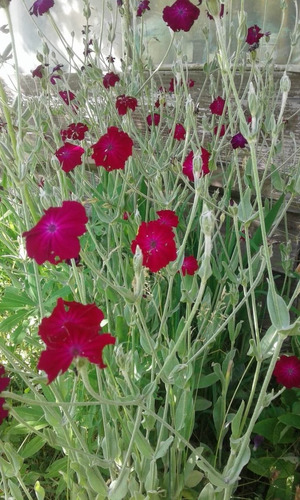 Semillas De Lychnis Herbácea Perenne X 50 U.