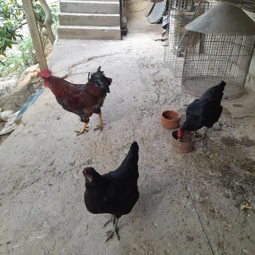 Gallinas Criollas Ponedoras (Usado)