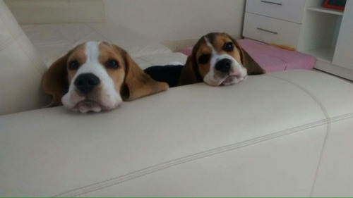Cachorros Beagle Enanos De Padres Insc.