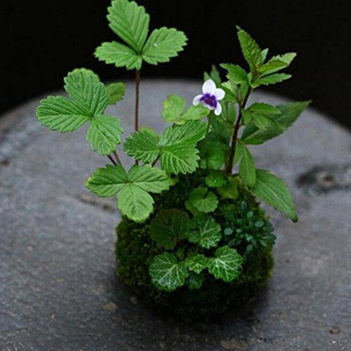 Decoración Del Jardín De Bonsais 12cm