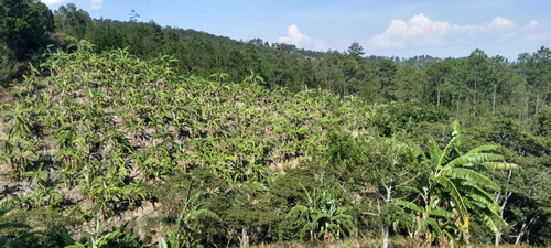 Imagen 6 de 18 de 6 Manzanas En El Zapote San Pedro Pinula Jalapa